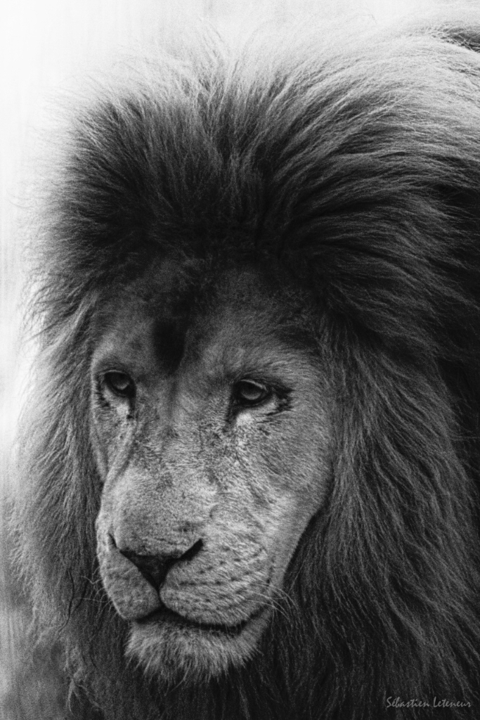 Lion du Kruger (phénotype blanc) (Panthera leo krugeri)